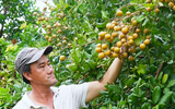 Thanh nhãn có từ khi nào, vì sao giá cao gấp 2-3 lần nhãn thường vẫn 'cháy hàng'  