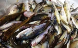 Xuất hiện nhiều mặt cá mới mùa nước nổi, dân đầu nguồn An Giang hào hứng ‘săn’ sản vật 