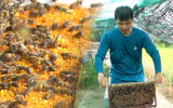 Độc lạ nghề nuôi ong 'chạy đồng' thu phấn bông lúa ở Cần Thơ