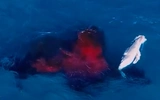 Nhìn từ flycam giây phút cá voi lưng gù sinh con ngoài khơi nước Úc 