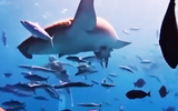 Video cô gái TP.HCM lặn biển cùng cá mập y tá ở Maldives