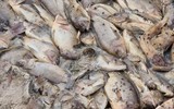 Nguyên nhân cá chết hàng loạt trên sông Trà Khúc