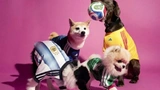 Thú cưng cũng ‘lên đồ’ mùa World Cup năm nay