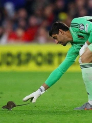 Trận vòng loại World Cup tạm dừng để thủ môn Courtois đuổi chuột
