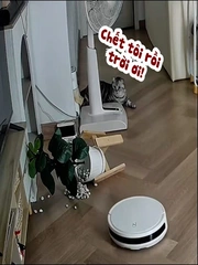 Nhà không có camera thì nỗi oan này mèo biết kể cho ai