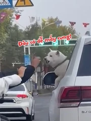 Cặp đôi thót tim vì xém tí được chú chó tặng cho '3 mũi 900.000 đồng'