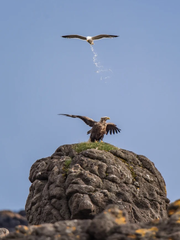 Mòng biển 'thả bom' đại bàng lọt top ảnh động vật hài hước 2025