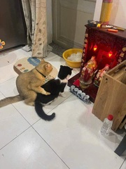 Ảnh vui 12-11: Hai chú mèo dắt nhau 'ra mắt' Thổ Địa