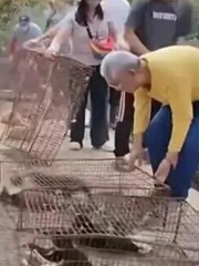 Choáng với màn phóng sinh hơn 1.000 con mèo xuống... hồ nước