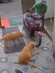 Chú chó tinh quái giả vờ đau chân để được ông chủ vuốt ve