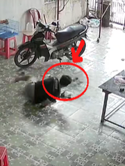 Thanh niên té sấp mặt vẫn cố giữ chuồng chim