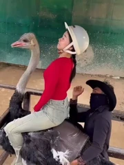 Cô gái sang chấn tâm lý vì cưỡi đà điểu