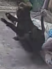 Chú chó nổi cáu với cô chủ thích đùa