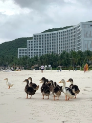 Đàn vịt bị lũ cuốn nay 'đổi đời', sống một cuộc đời tài phiệt