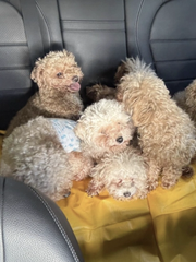 Bị phạt hơn 400 triệu đồng vì nuôi 79 con chó