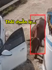 Con bò khổ sở với tài xế ô tô non kinh nghiệm