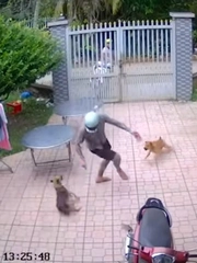 Chàng trai đi mời thiệp cưới bất ngờ bị chó tặng '3 mũi 900k'