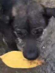 Chú chó thông minh biết nhặt lá đổi thức ăn