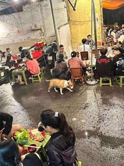 Ảnh vui 4-11: Cậu Vàng 'hot' nhất mạng xã hội lúc này