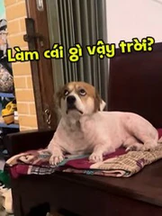 Chú chó chán chả buồn nói khi xem cô chủ nhảy