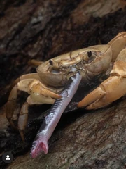 Ảnh vui 7-11: Đối thủ 'full giáp' khắc chế rắn cạp nia