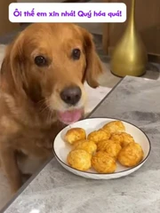 Chú chó giả vờ ngu ngơ được hưởng trọn đĩa thức ăn của ông chủ