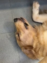 Chú chó xỉu ngang vì bị đổ nước vào người