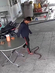Chàng trai tỉnh queo khi bắt rắn