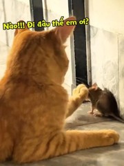 Chuột sảng hồn với chú mèo cợt nhả