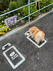 Ảnh vui 17-12: Một bãi đậu... chó tại Nhật Bản