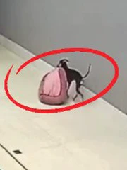 Chú chó biết lấy nệm đang phơi vào nhà khi thấy trời mưa