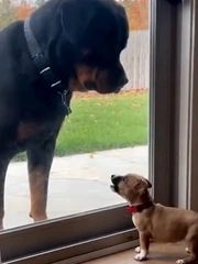 Chú chó xỉu ngang khi bị sen chơi khăm