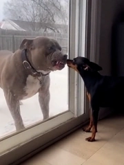 Chú chó hổ báo nhưng mang gan chuột nhắt