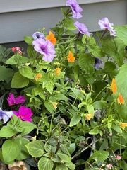 Con ếch đang trốn ở đâu?