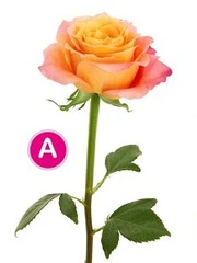 Quiz: Bạn ít nói, điềm tĩnh hay là người linh hoạt