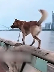 Chú chó hú hồn chim én khi suýt ngã xuống sông