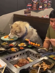 Nhà hàng cho chó ngồi ăn chung bàn với người gây tranh cãi