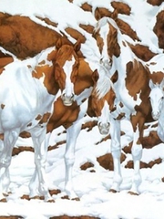 Quiz: Bạn tốt bụng hay là người linh hoạt và dễ thích nghi