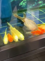 Cả đàn cá lăn ra ngủ trưa khiến gia chủ giật mình thon thót