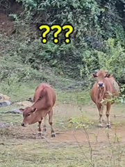 Cười sảng với thanh niên ra tận đồng cỏ tìm bò mẹ để mắng vốn