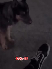 Chú chó bị 'xịt keo' vì gặp trường hợp lạ