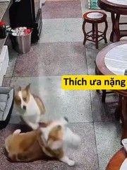 Chú chó nổi cáu với đồng bọn lề mề