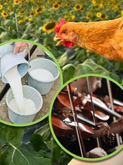 Con gà lớn lên từ 'nhạc và sữa' được bán với giá trên thiên đình
