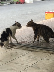 Cười sảng với hai chú mèo đấu võ mồm