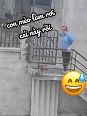 Mèo ngơ ngác khi bị bà chủ đổ thừa làm vỡ kính