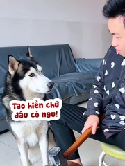 Husky tỉnh đòn khi sen giỡn mặt