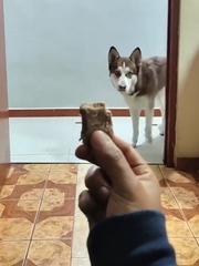 Chú chó tham ăn bị dính cú lừa