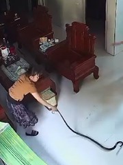 Chồng hú hồn khi thấy vợ tay không bắt rắn khủng