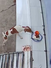 Chú chó sung sướng khi được hàng xóm cho ăn bữa cơm sườn ngon lành