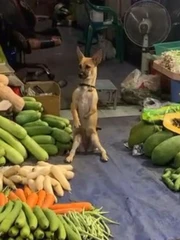 Chú chó ngoan ngoãn ngồi bán rau giúp chủ